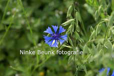 bloem